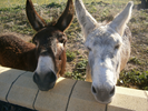 OUR RESCUE DONKEYS 